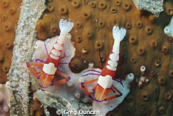 Two Imperial shrimp on a sea cucumber. Taken at Dan's San... by Greg Duncan 